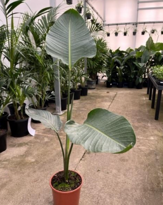 Bird of Paradise (Strelitzia nicolai)