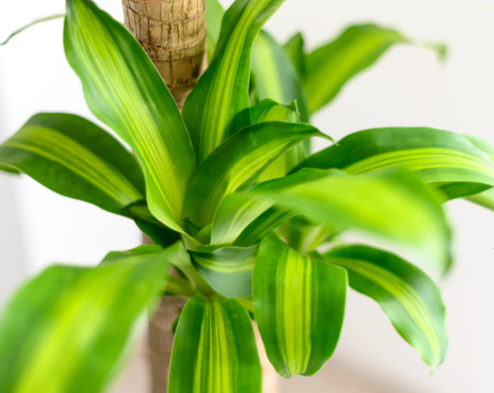 Dracaena massangeana (Happy Plant)