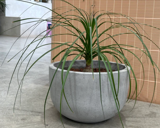 Beaucarnea recurvata (Ponytail Palm)