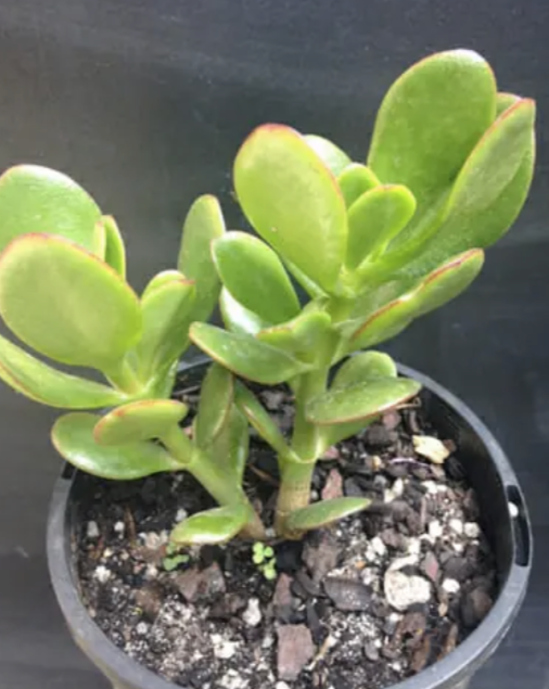 Jade Plant (Crassula ovata)