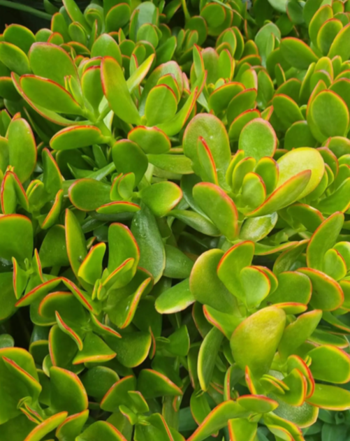 Jade Plant (Crassula ovata)