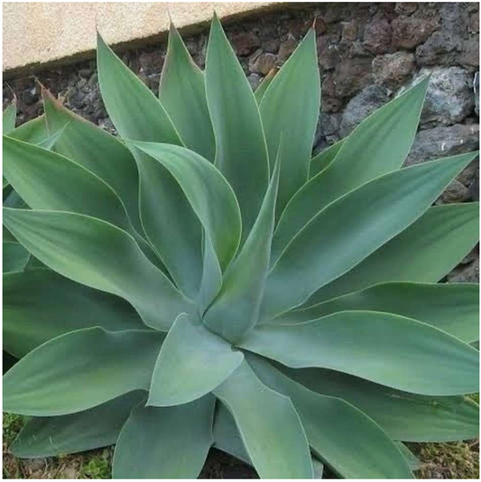 Agave attenuata