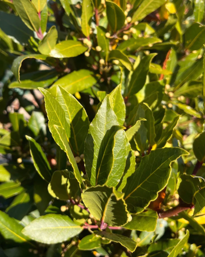 Bay tree (Laurus nobilis)