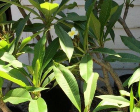 Frangipani (Plumeria acutifolia)
