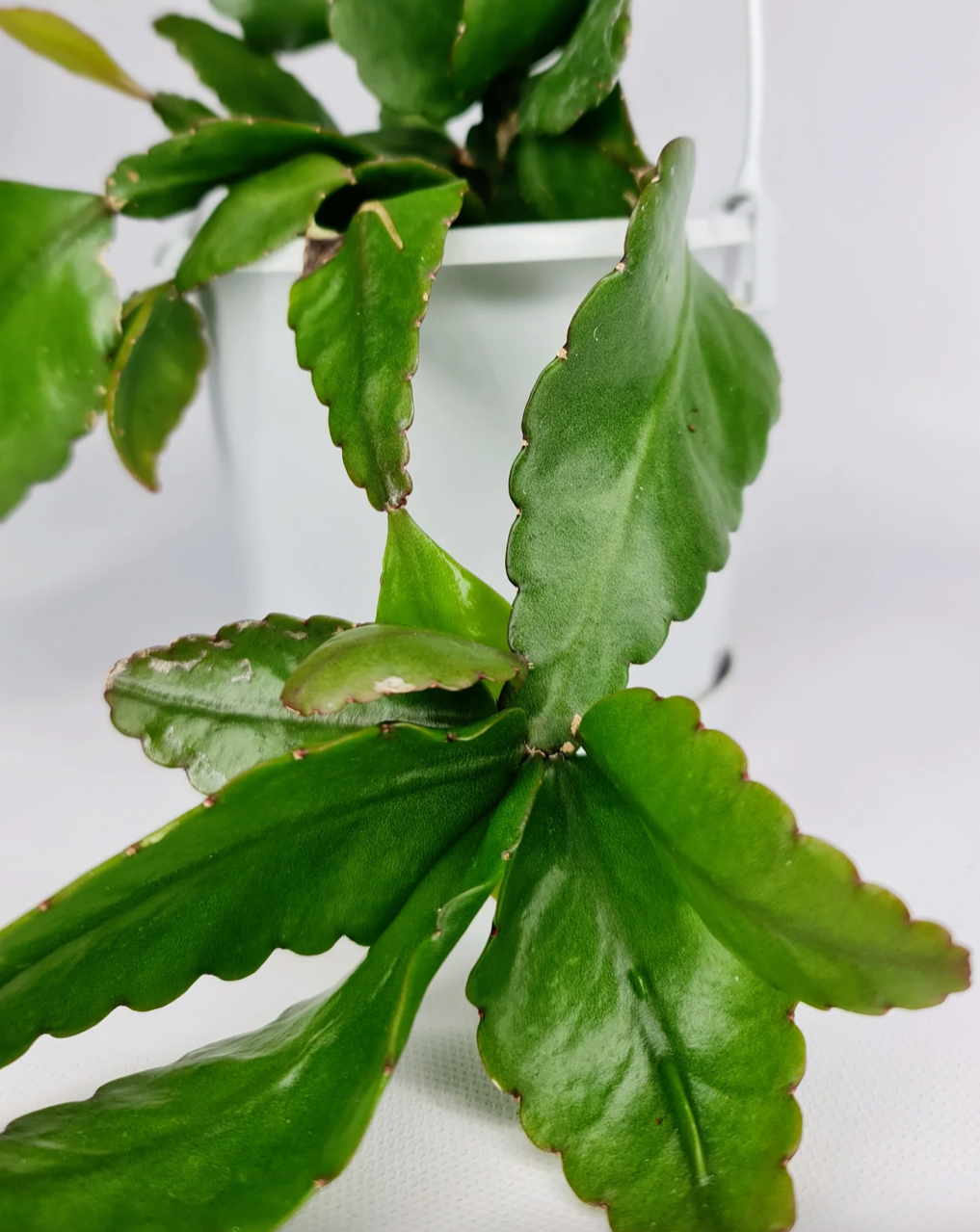 Rhipsalis elliptica ‘Mistletoe Cactus’ c.37