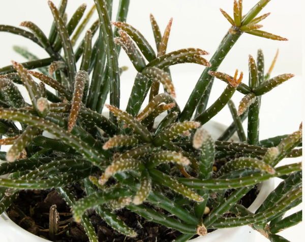 Rhipsalis horrida 'Mistletoe Cactus' c.15