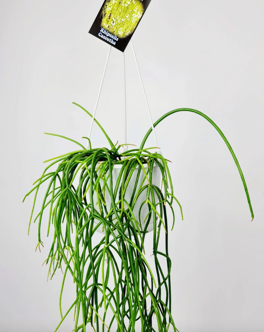 Rhipsalis cassutha 'Mistletoe Cactus' c.10