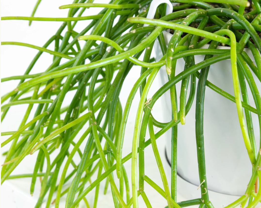 Rhipsalis cassutha 'Mistletoe Cactus' c.10
