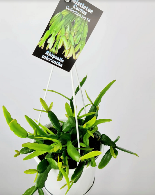 Rhipsalis micrantha 'Mistletoe Cactus' c.18