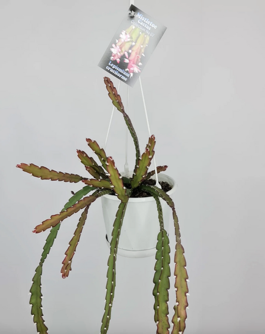 Rhipsalis Lepismium cruciforme  'Mistletoe Cactus' c.07