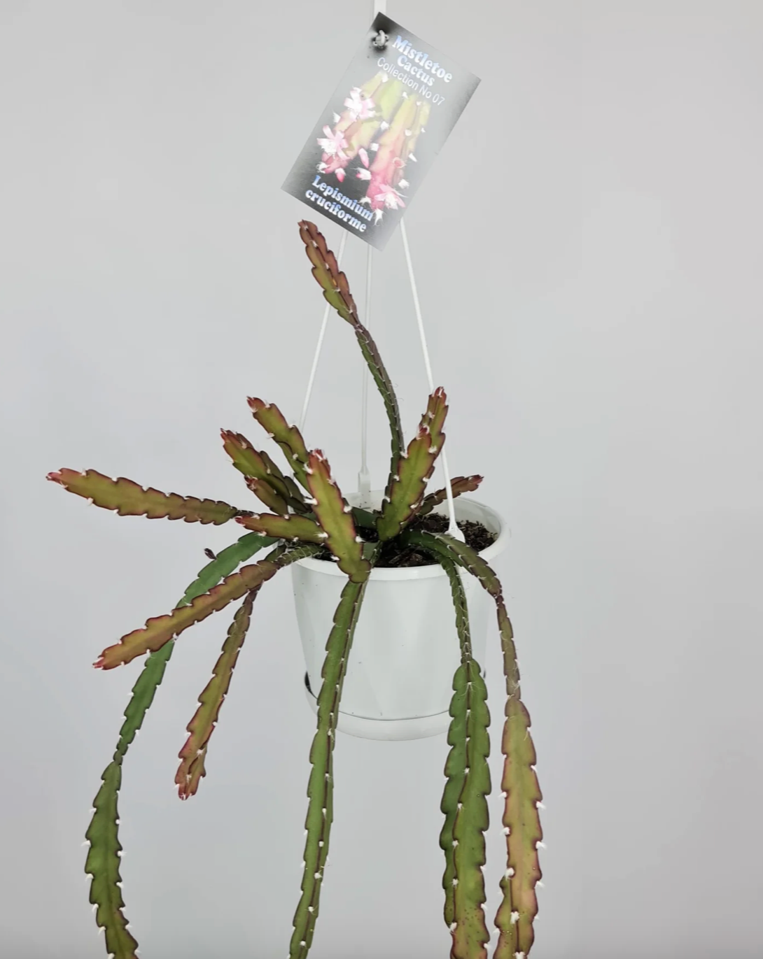 Rhipsalis Lepismium cruciforme  'Mistletoe Cactus' c.07