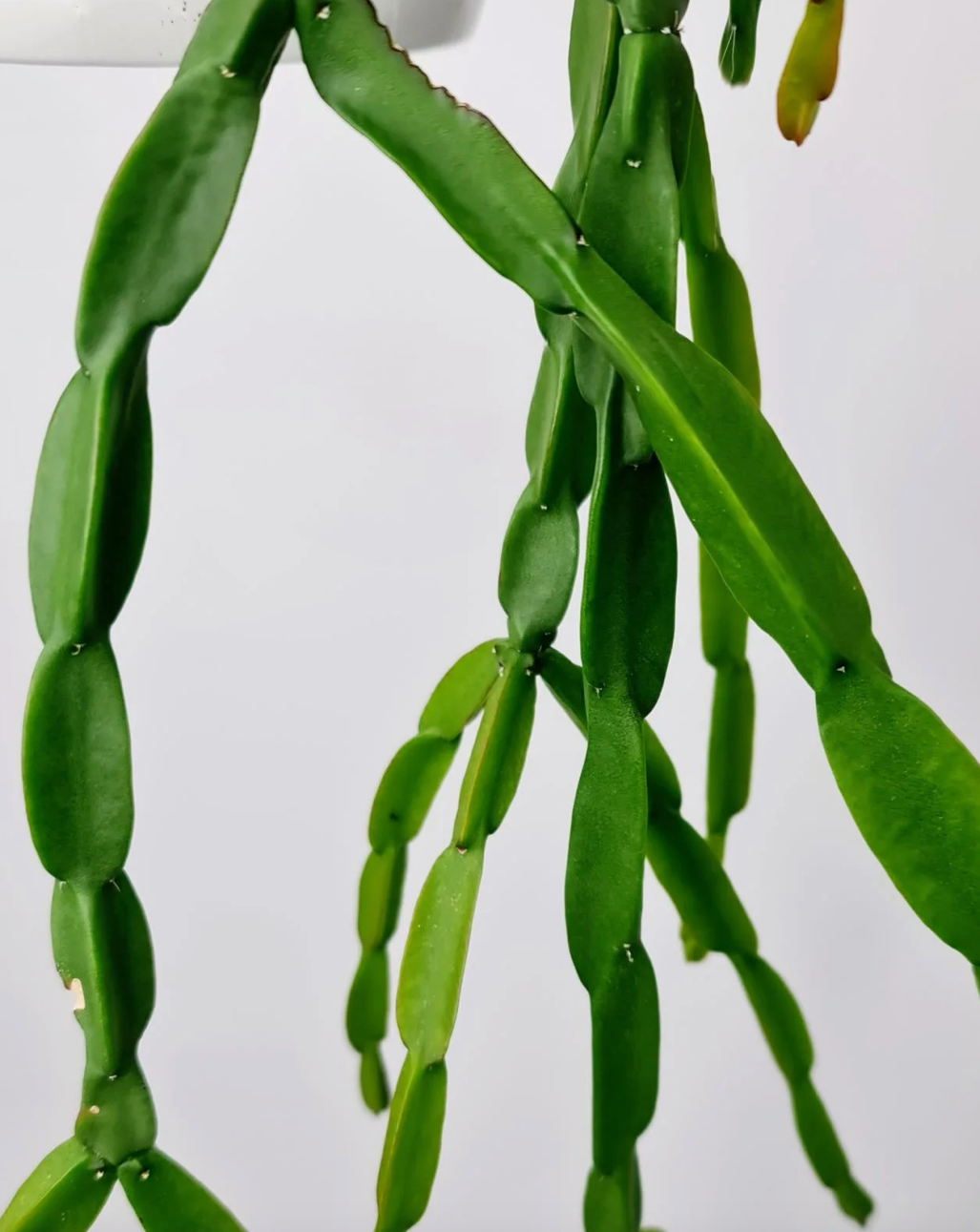 Rhipsalis paradoxa  'Mistletoe Cactus' c.21