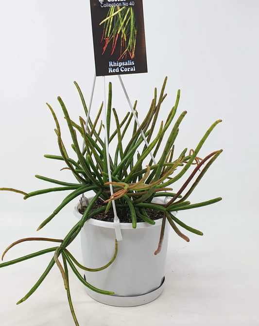 Rhipsalis Red Coral c.40