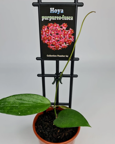 Hoya purpureo-fusca c.64