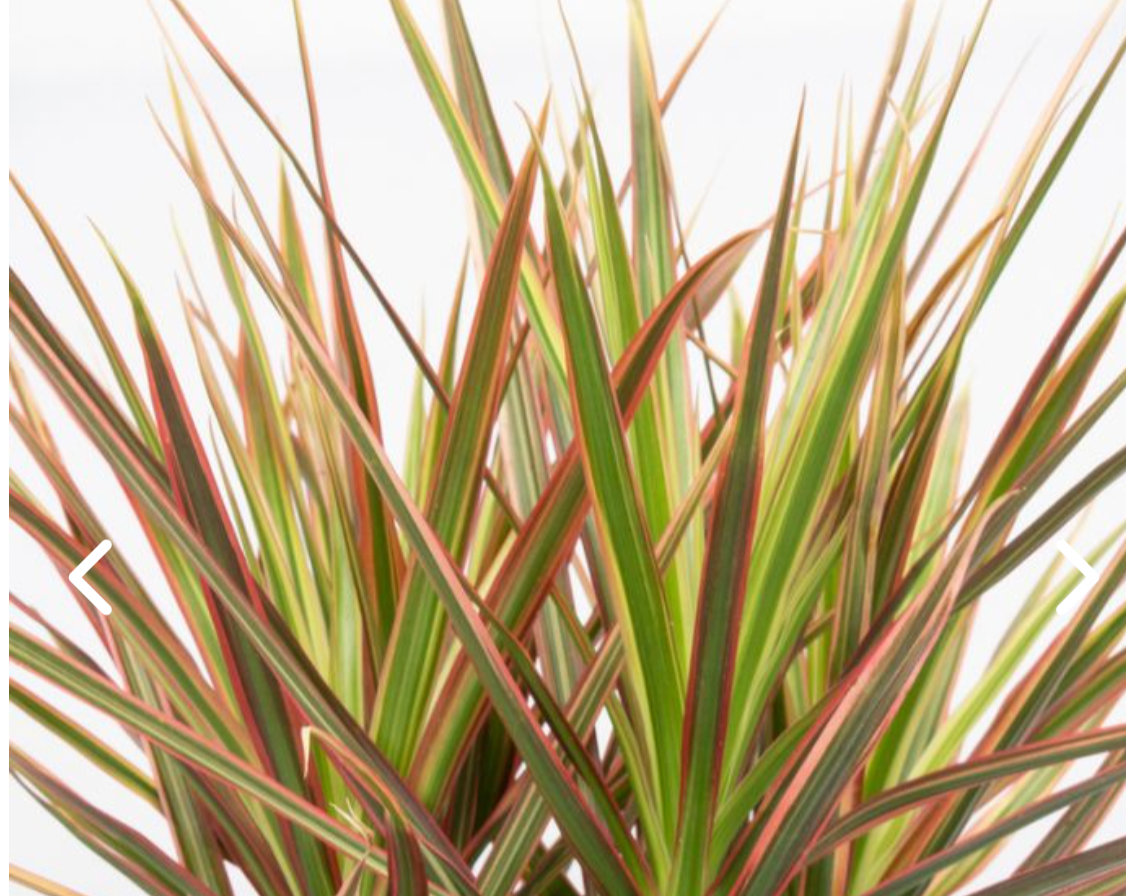 Madagascan Dragon Tree - Dracaena colorama