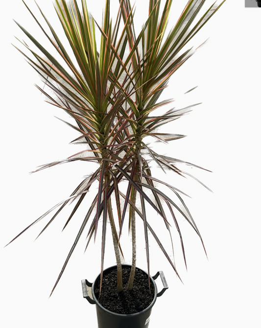 Madagascan Dragon Tree - Dracaena colorama