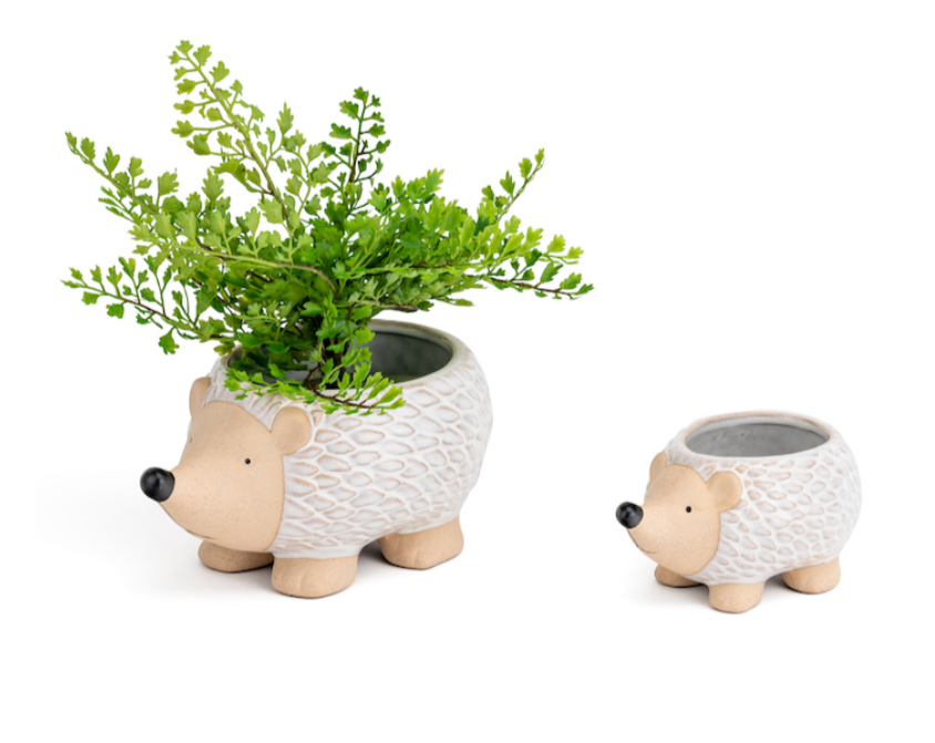 Echidna Planter