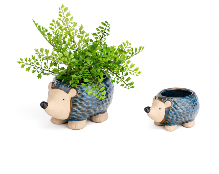 Echidna Planter