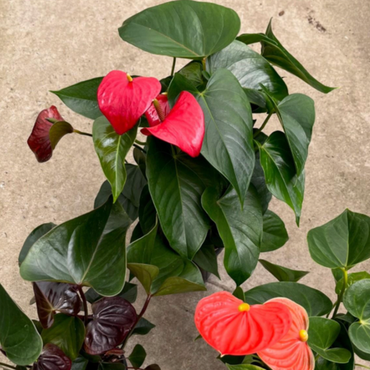 Anthurium