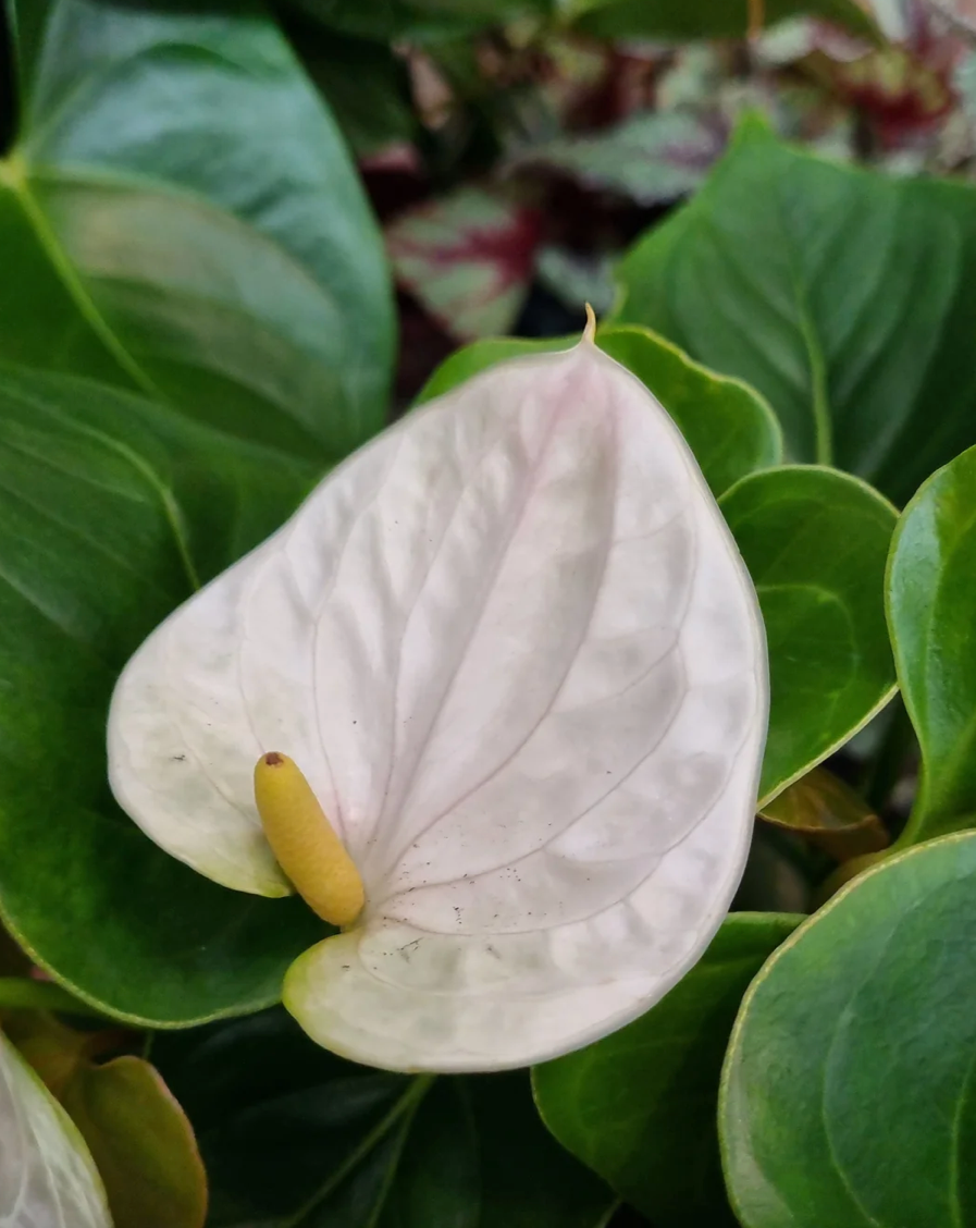 Anthurium