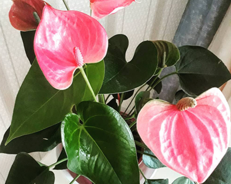 Anthurium