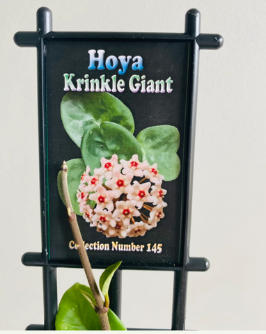 Hoya Krinkle Giant c.145