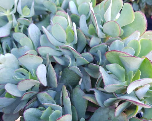 Crassula ovata ‘Blue Bird’