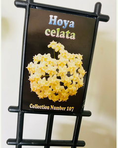 Hoya celata c.107