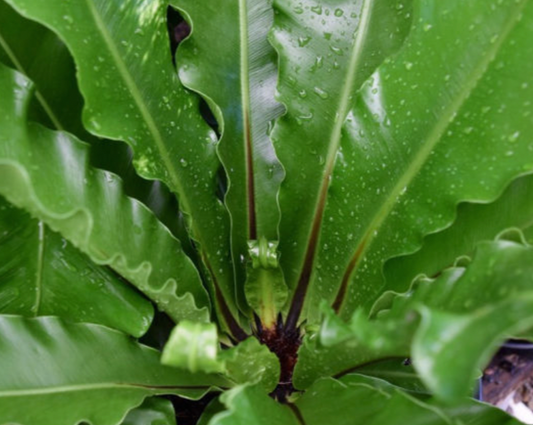 Birds Nest Fern (Asplenium australasicum)