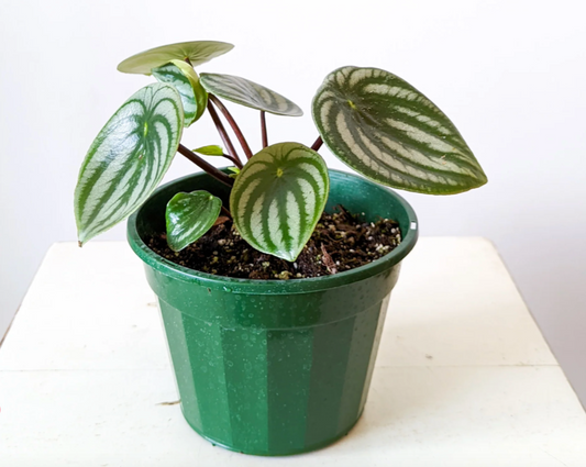 Watermelon Peperomia (Peperomia argyreia)