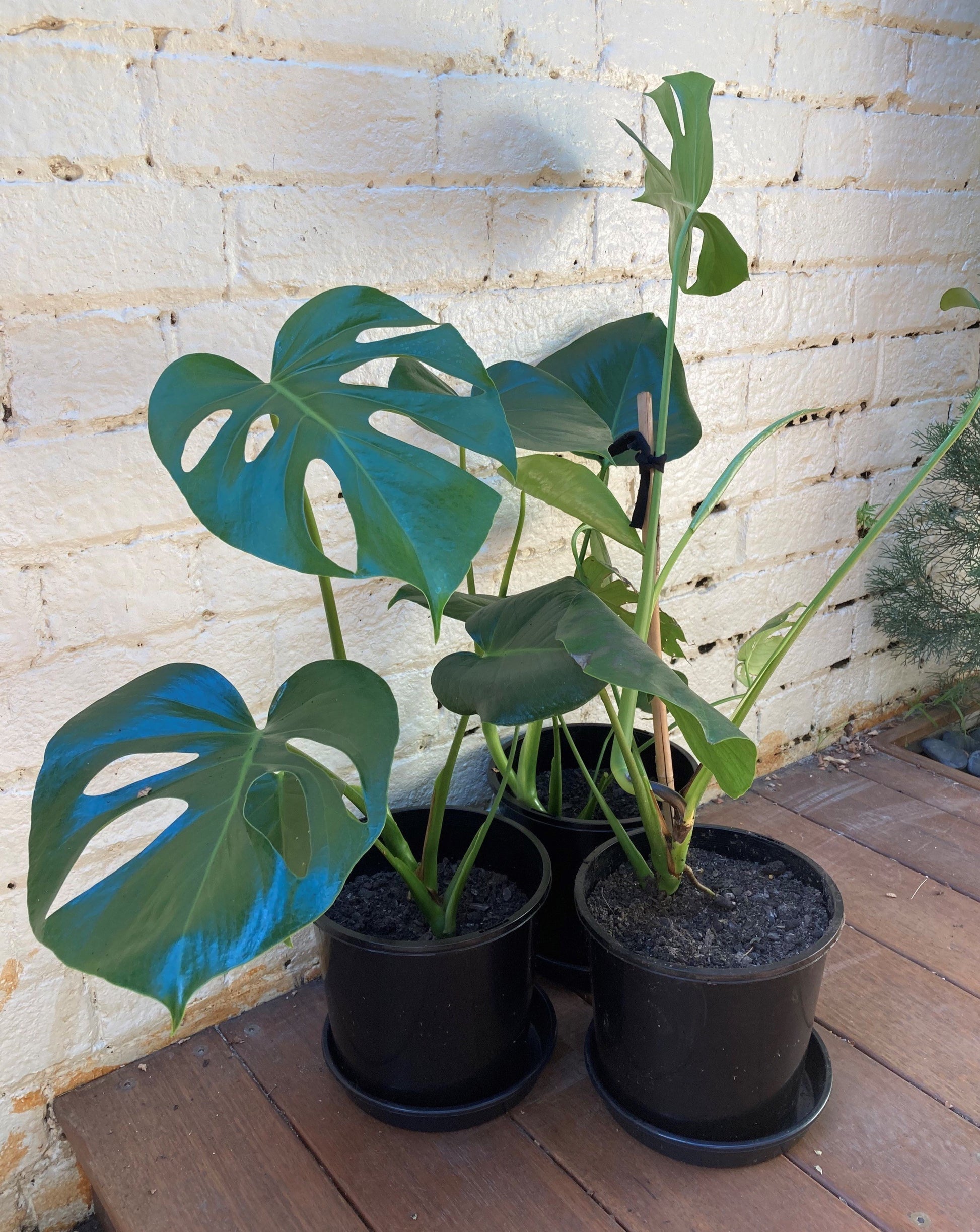 monstera deliciosa buy melbourne Monstera Deliciosa (Swiss Cheese Plant)