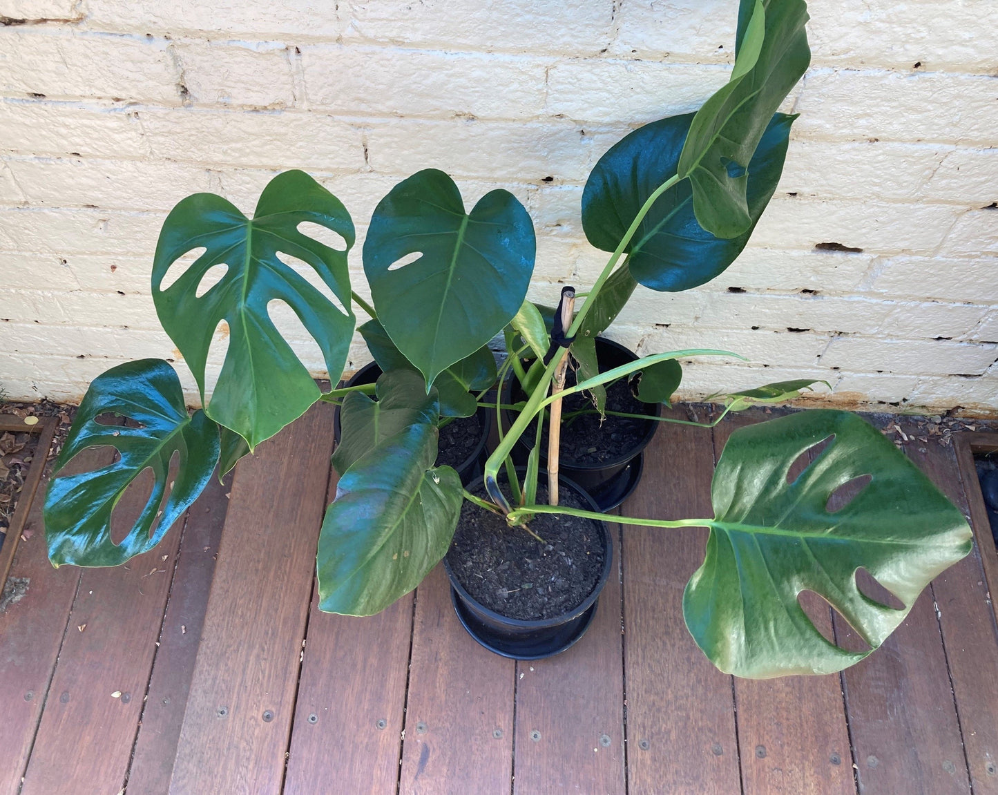 Monstera deliciosa (Fruit Salad)