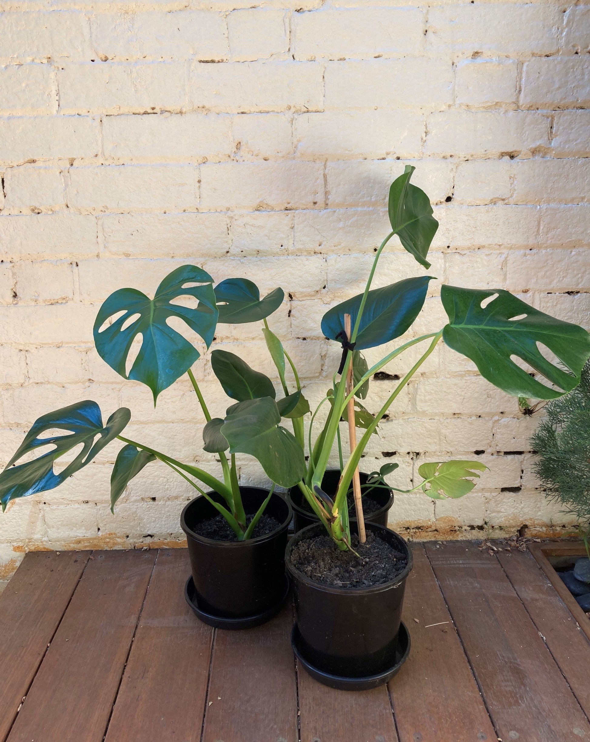 growing monstera deliciosa in melbourne Monstera Deliciosa (Swiss Cheese Plant)