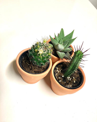 Succulent / Cactus Starter pack