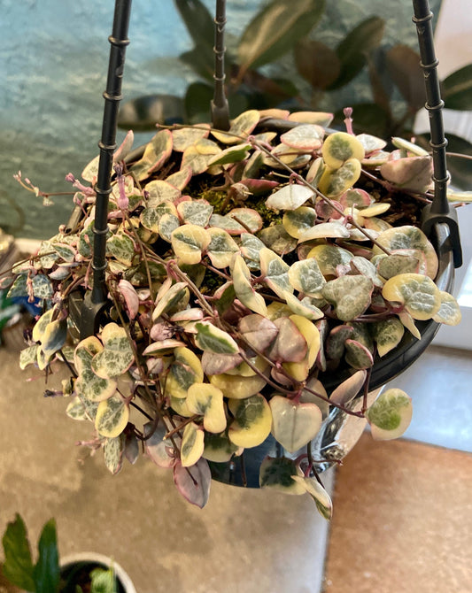 Chain of Hearts ~ Variegated