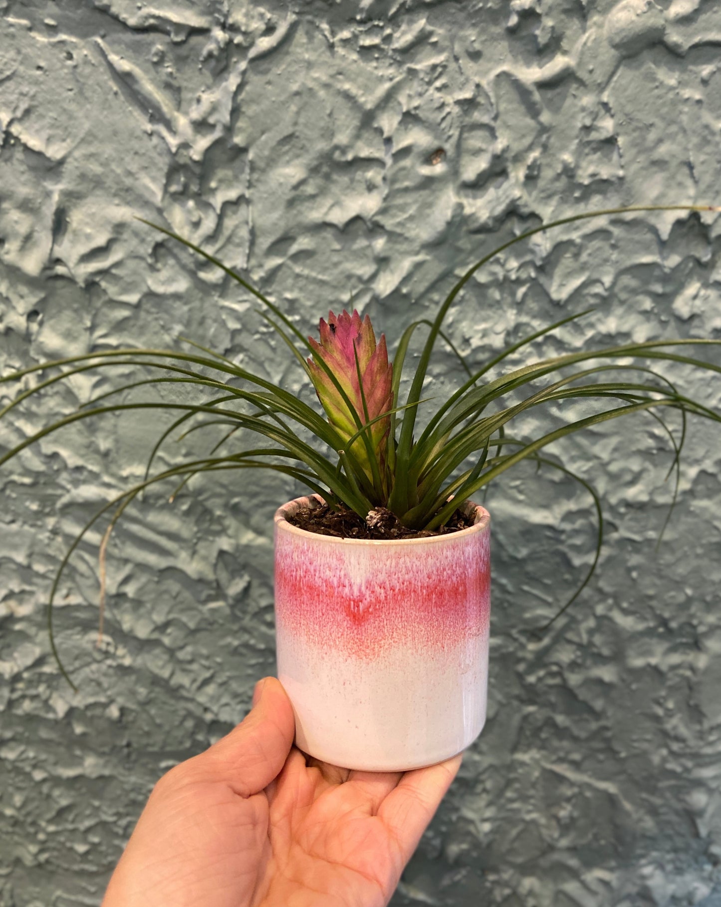 Plant + Pot Combo - Tillandsia 'Pink Quill' Airplant in Pink + White Ceramic Planter