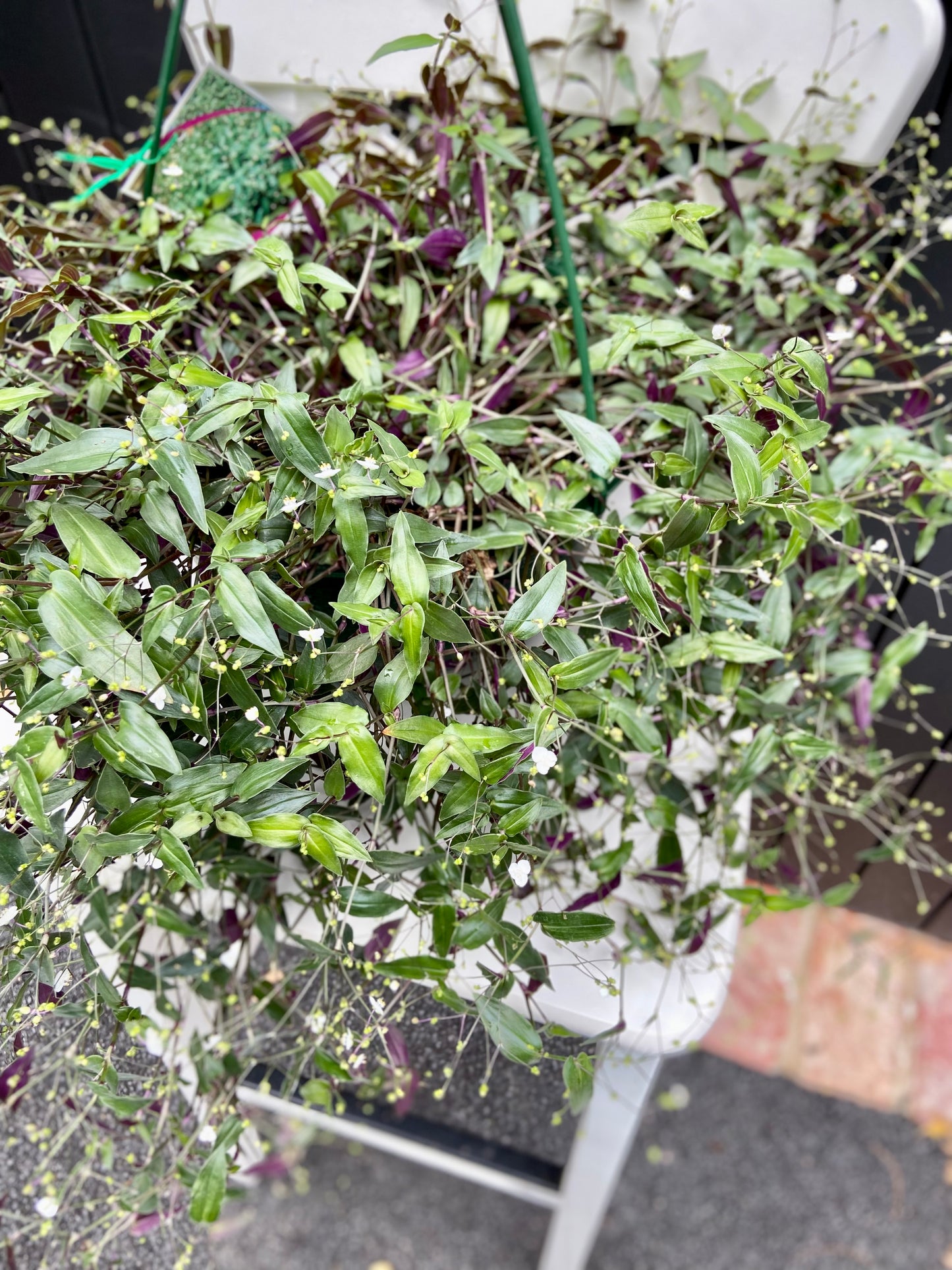 Gibasis geniculate 'Tahitian Bridal Veil' 25cm Hanging Basket