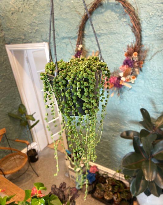 String of Pearls