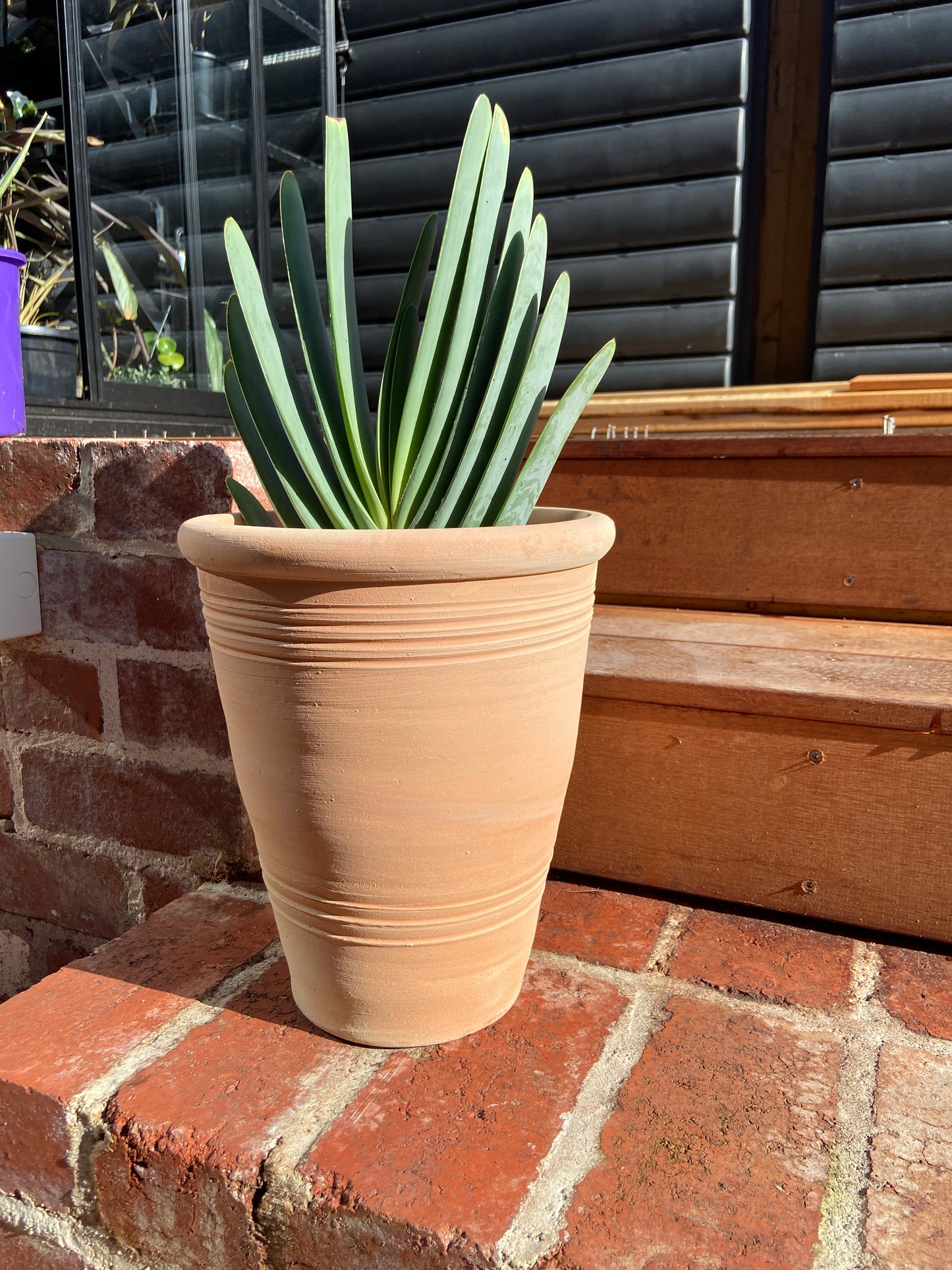 Fan aloe (Aloe plicatillis)