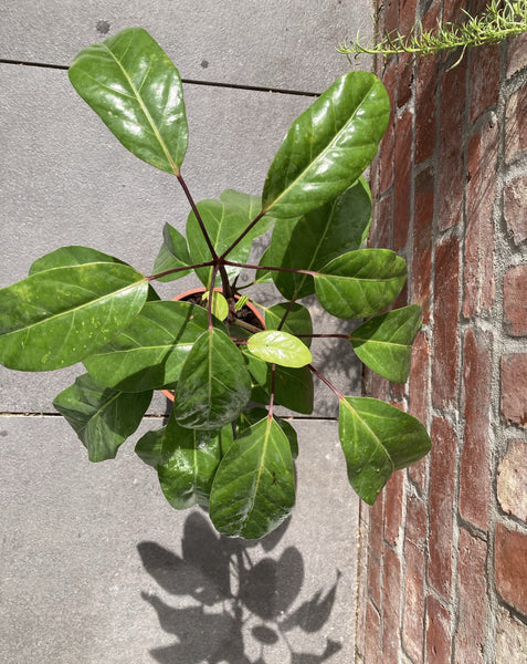Schefflera amata (Umbrella Tree)