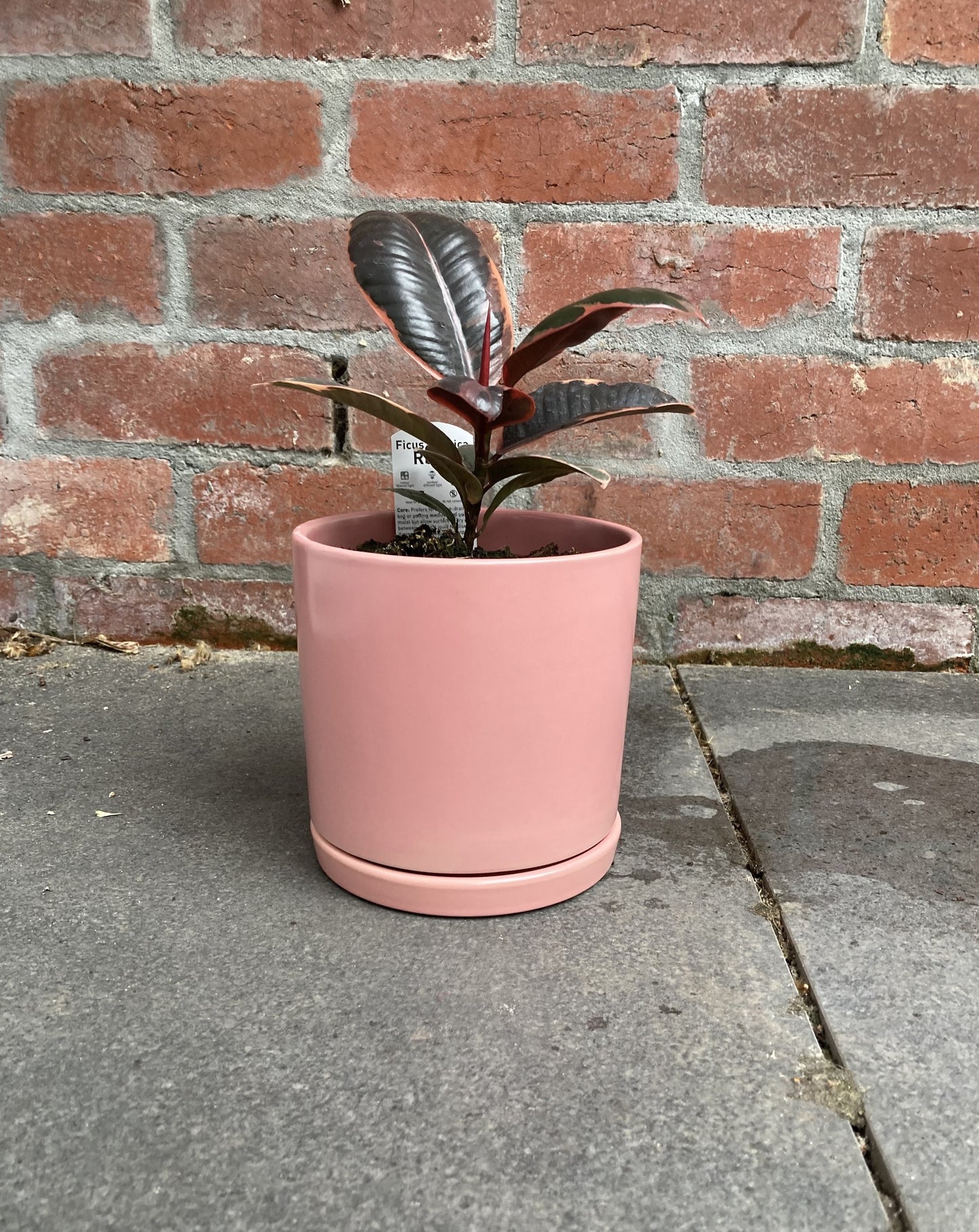 Ficus Elastica 'Ruby' (Rubber plant)