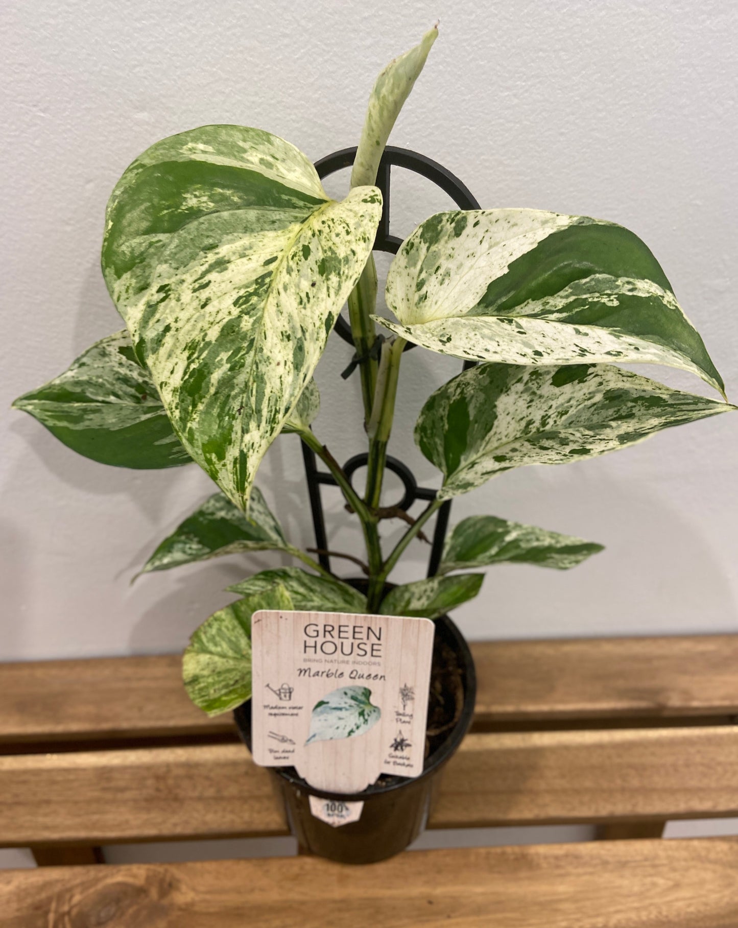 Epipremnum aureum (Devil's Ivy) - Marble Queen