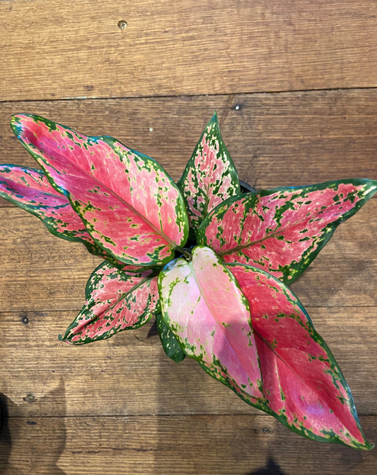 Aglaonema - Lady Valentine (Chinese Evergreen)