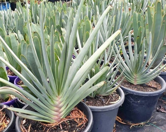 Fan aloe (Aloe plicatillis)