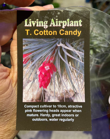 Tillandsia - Cotton Candy Airplant