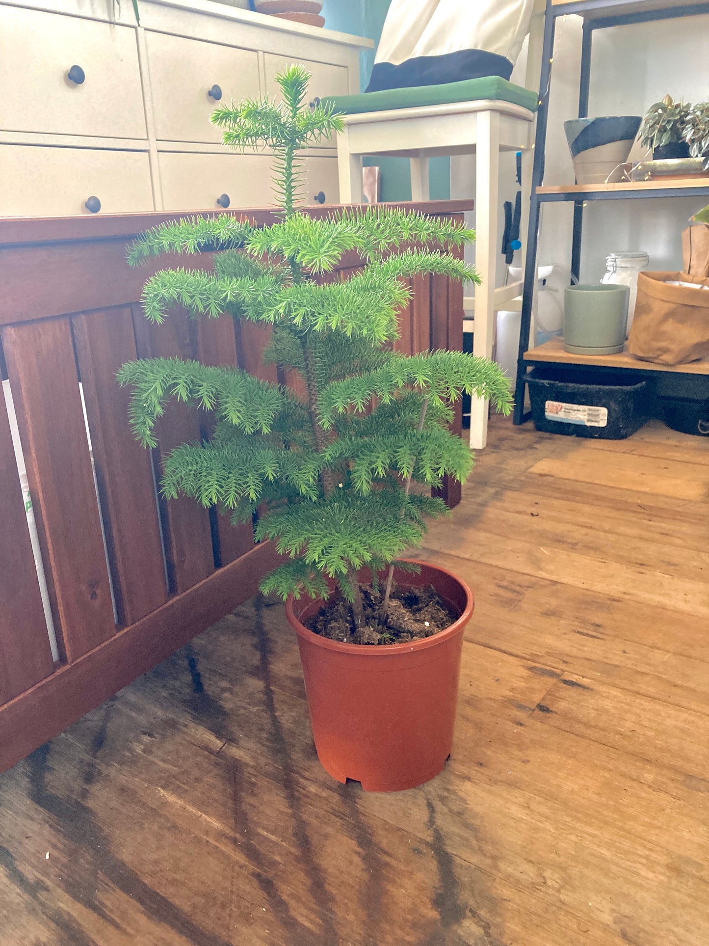 Araucaria Heterophylla (Norfolk Island Pine)