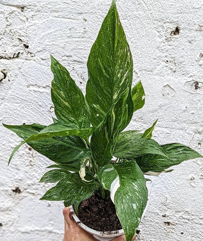 Spathiphyllum domino (Peace Lily)