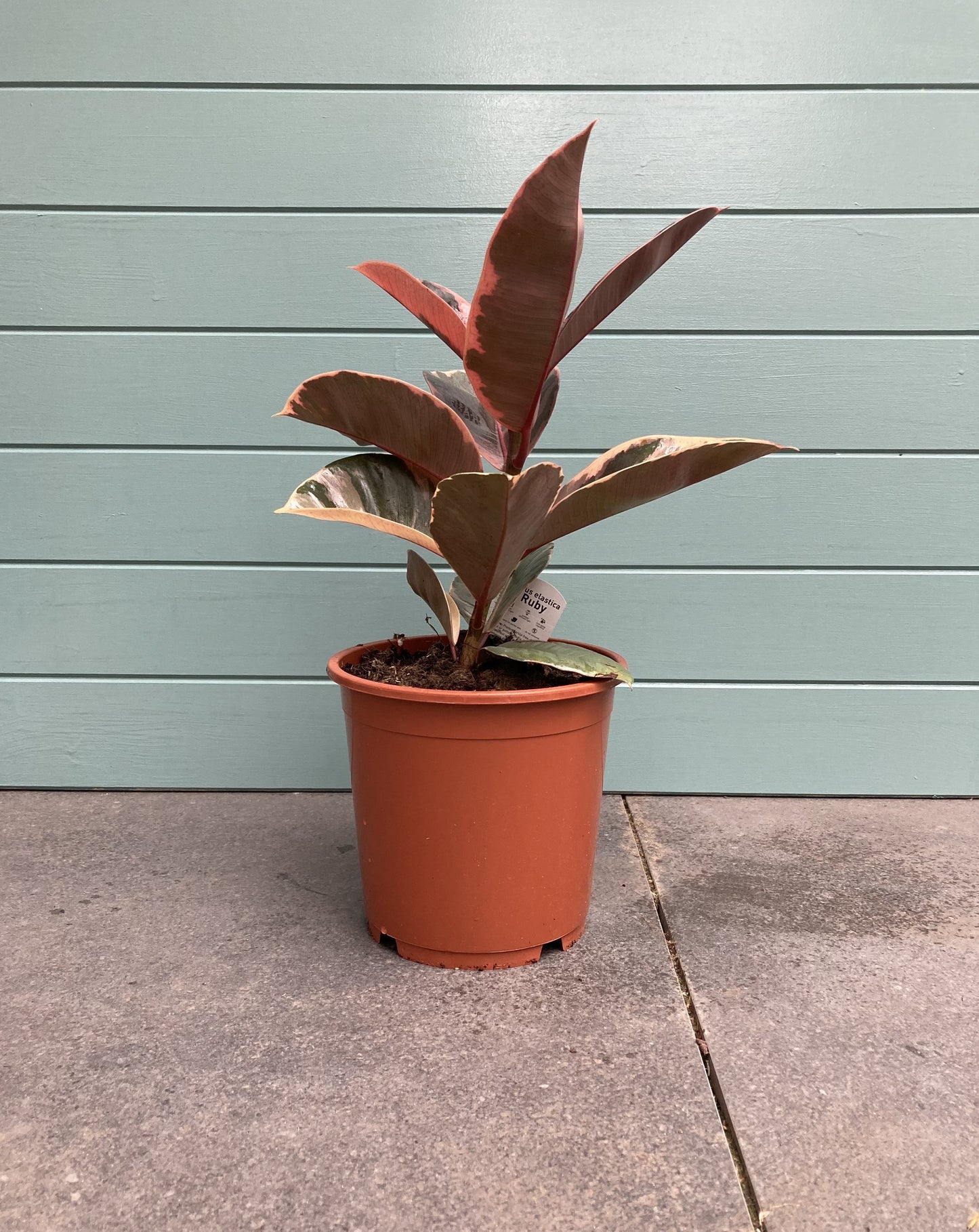 Ficus Elastica 'Ruby' (Rubber plant)