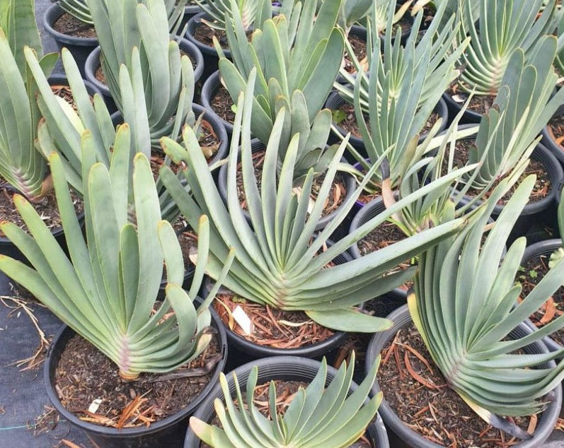 Fan aloe (Aloe plicatillis)