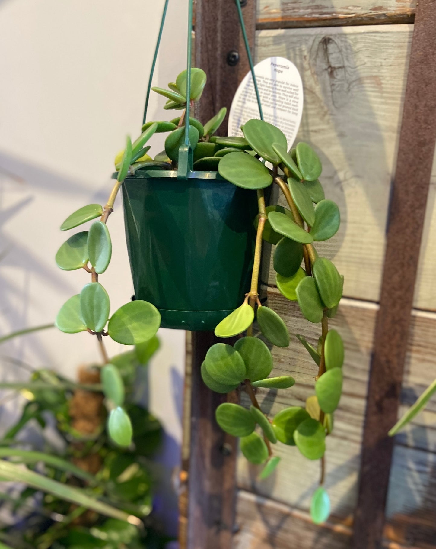 Peperomia Hope